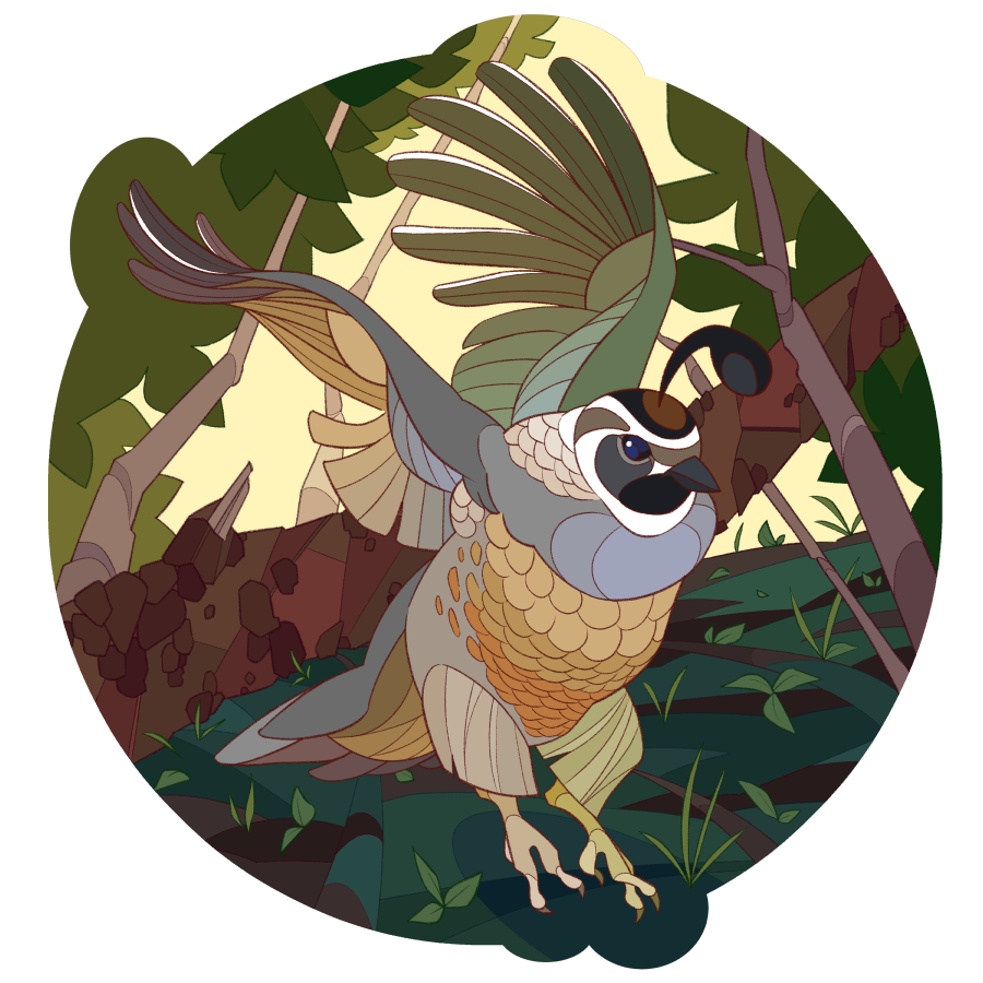 An illustration of a California quail flying low to the ground in a forest. A fallen log is behind it.